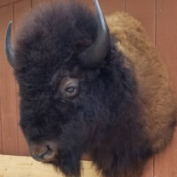 Mounted bison head with dark brown and tan fur displayed on a wooden wall.