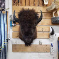 Taxidermy bison head mounted on a wooden wall with various tools and animal parts displayed around it.