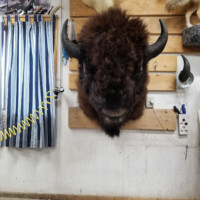 A mounted bison head is displayed on a wooden wall in a workshop with tools and striped curtains nearby.