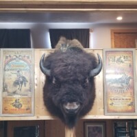 A mounted bison head is displayed on a wooden wall, surrounded by vintage rodeo posters.