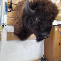 Mounted bison head displayed on a wooden wall in a room, with a green tennis ball on the concrete floor below.