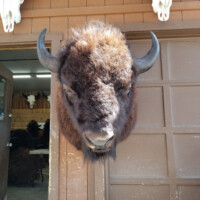 A mounted bison head is displayed on a brown garage door, with animal skulls positioned above it.
