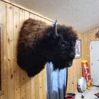 A medium bison shoulder mount on a wood paneled wall.