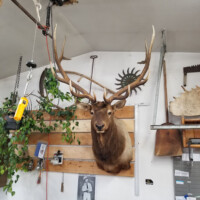Mounted elk head with large antlers displayed on a wooden wall in a cluttered garage or workshop space.