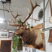 Mounted elk head with large antlers displayed on a wooden plaque in a garage or workshop with various tools and decor.