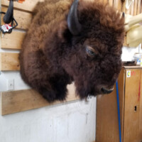 A mounted bison head is displayed on a wooden wall in a workspace with tools and cleaning supplies visible nearby.