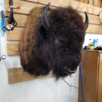A mounted bison head is displayed on a wooden wall in a garage or workshop setting.