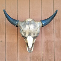 A weathered bull skull with black horns mounted on a brown wooden wall.