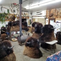 Room filled with mounted bison heads, taxidermy equipment, and animal antlers displayed on the walls.