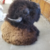 A realistic bison costume or sculpture sits on the floor in a workshop, with tools and workbenches in the background.