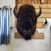 A mounted bison head is displayed on a wooden wall next to a window with blue striped curtains and a yellow coiled cord.