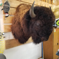 A mounted bison head is displayed on a wooden wall in a workshop or garage setting.