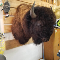 Mounted bison head with horns displayed on a wooden wall in a workshop or garage setting.