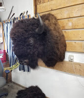 A mounted bison head is displayed on a wooden wall in a room with striped curtains and other objects.