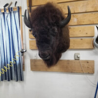 A mounted bison head is displayed on a wooden wall in a room with striped curtains and electrical outlets.