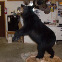 A taxidermy black bear stands on its hind legs in a workshop filled with tools, equipment, and mounted animal parts.