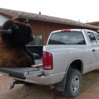 A large bison mount in the back of a truck.