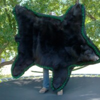 Person holding up a large black bear rug with green trim outside, standing on a trampoline near trees.