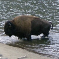 A bison standing in the water at the shore.