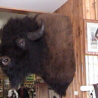 Mounted bison head displayed on a wooden wall inside a room with framed pictures and other decor.
