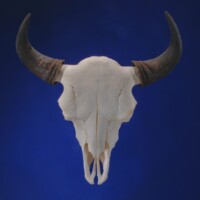 Bison skull with dark horns displayed against a solid dark blue background.