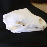 A white animal skull, likely from a bear, is displayed on a black surface with a neutral background.