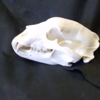 A white animal skull, likely from a large carnivore, displayed on a black fabric background.