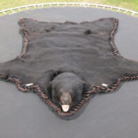 A bear skin rug with head attached is spread out flat on a trampoline outdoors.