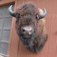 Taxidermy bison head mounted on a wooden wall next to a garage door and a hanging metal tool.