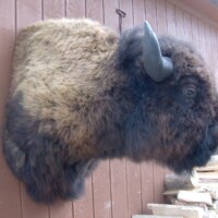 A mounted bison head is displayed on a wooden wall above a stack of cut firewood.