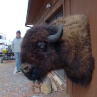 A bison head mount is attached to the exterior wall of a wooden building, with people standing nearby outside.