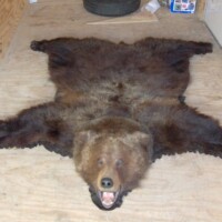 Brown bear rug laid flat on a wooden floor inside a room, with mouth open in a display.