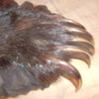 Close-up of a furry animal paw with large, curved claws on a wooden surface.