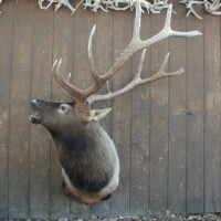 Mounted elk head on a wooden wall with a row of antlers displayed above it.