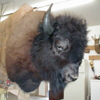 A mounted bison head is displayed indoors, attached to a wall in a room with tools and another mounted animal head.