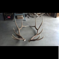 Two large deer antlers are displayed on a concrete floor, with more antlers and boxes in the background.