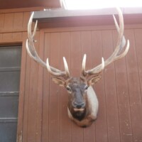 Mounted elk head with large antlers displayed on a brown wooden wall next to a window.