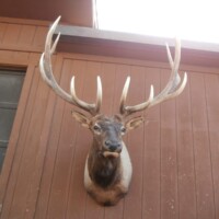 Mounted elk head with large antlers displayed on a brown wooden wall next to a window.