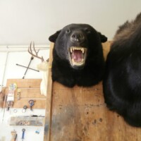 A mounted black bear head with open mouth is displayed on a wooden wall next to a mounted deer head in a room.