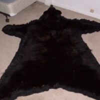 Black bear skin rug spread out on a beige carpeted floor in a bedroom next to a mattress.