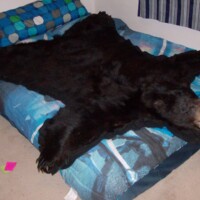 A black bear rug is spread out on top of a bed with blue bedding in a bedroom.