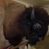 A mounted bison head is displayed on a wooden plaque in a workshop or storage room.