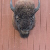 A mounted bison head with dark fur and horns displayed on a vertical wooden wall.