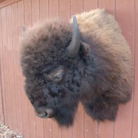 A mounted bison head is displayed on a red wooden wall outside a building.