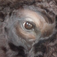 Close-up of a buffalo's eye surrounded by dark, curly fur.