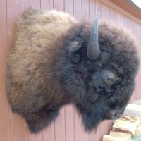 A mounted bison head is displayed on the exterior wall of a wooden building near some stacked firewood.