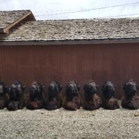 A row of fourteen large black dogs sits in a straight line outside wooden buildings with gravel on the ground.