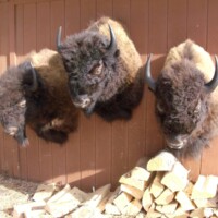 Three mounted bison heads are displayed on a wooden wall above a pile of cut firewood outdoors.