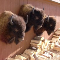 Three mounted bison heads are displayed on a wooden wall above stacked firewood outdoors.