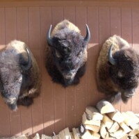 Three mounted bison heads are displayed on a brown wooden wall above a pile of chopped firewood.